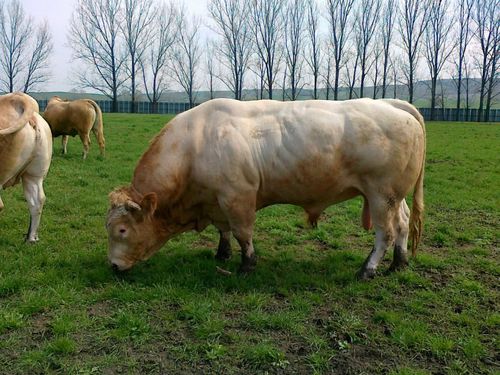 Býci, jalovice, pastva