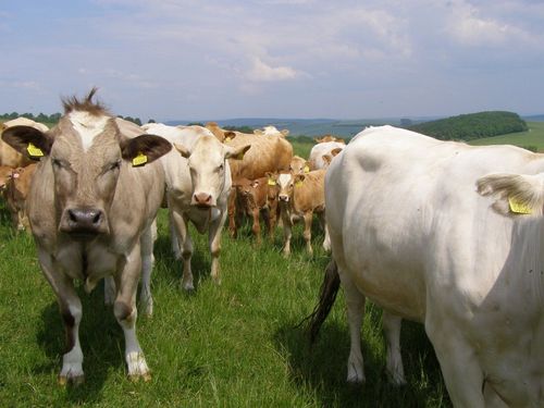 Pastva Boršice 2012